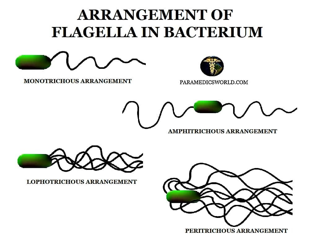 arrangement of flagella in bacteria - organ of locomotion in bacteria - arrangement of flagella - flagella arrangemenet - types of flagella