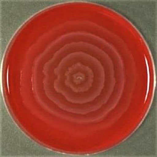 Proteus Vulgaris on Blood agar medium - Proteus vulgaris on Blood agar plate