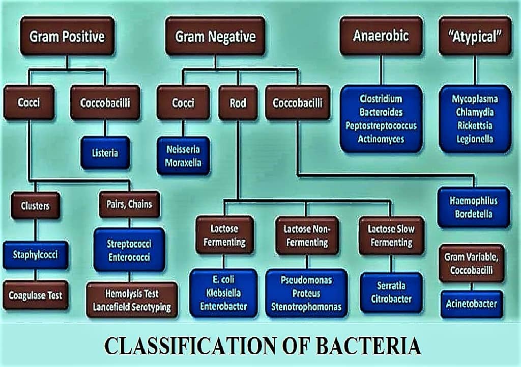 CLASSIFICATION OF BACTERIA