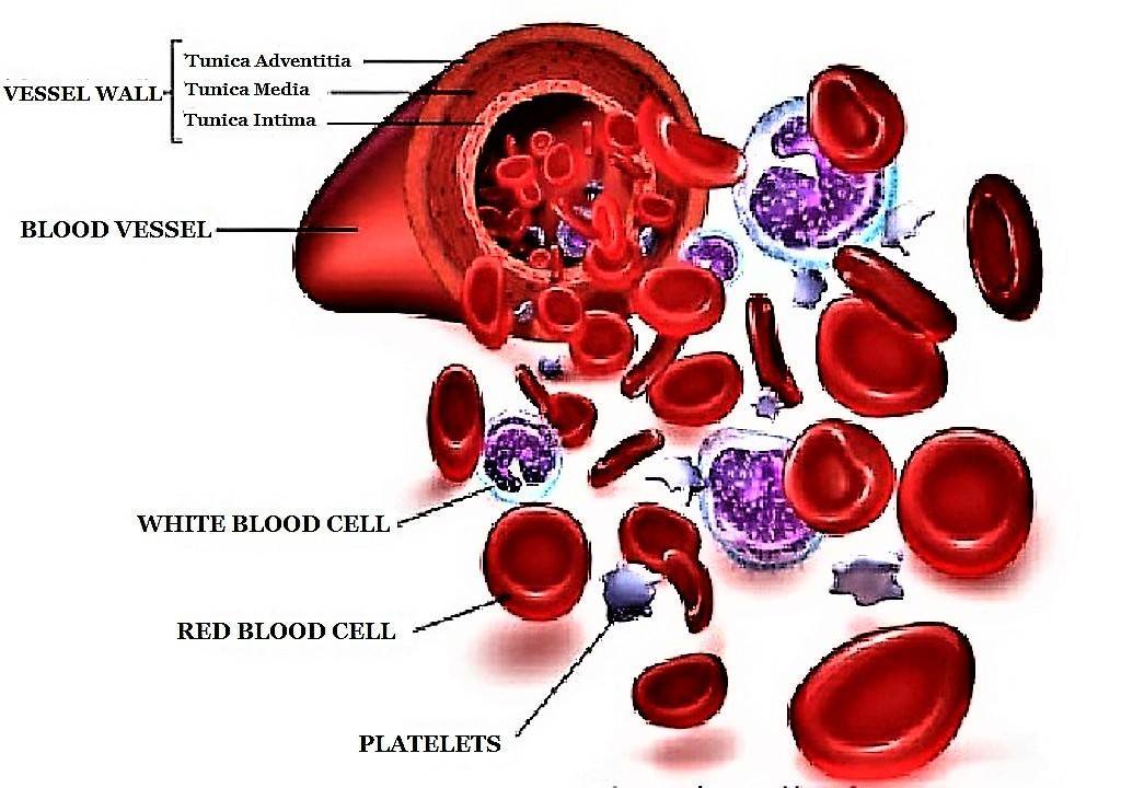 what is the cellular component of blood called