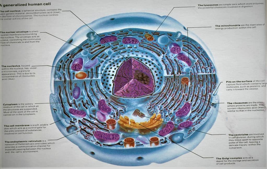 HUMAN CELL