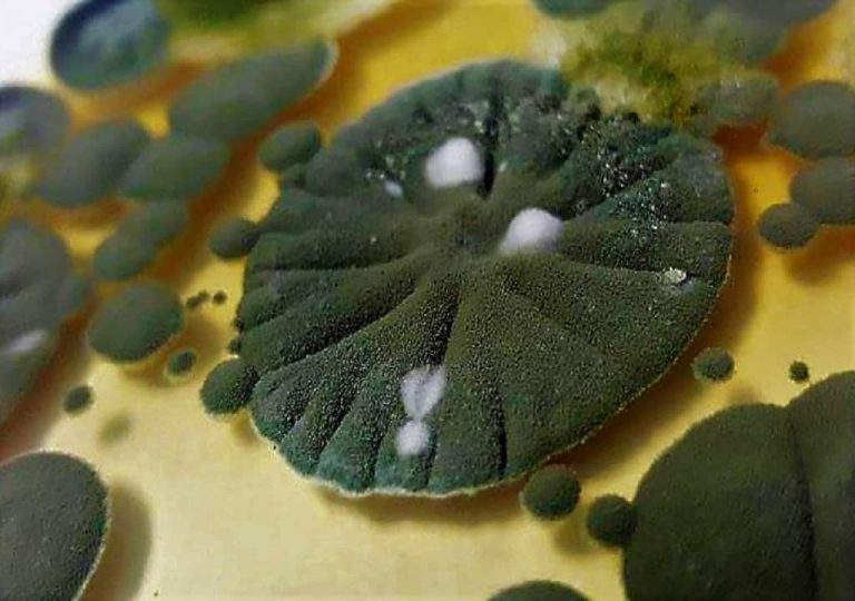 microbiology-notes-free-microbiology-notes-online-microbiology