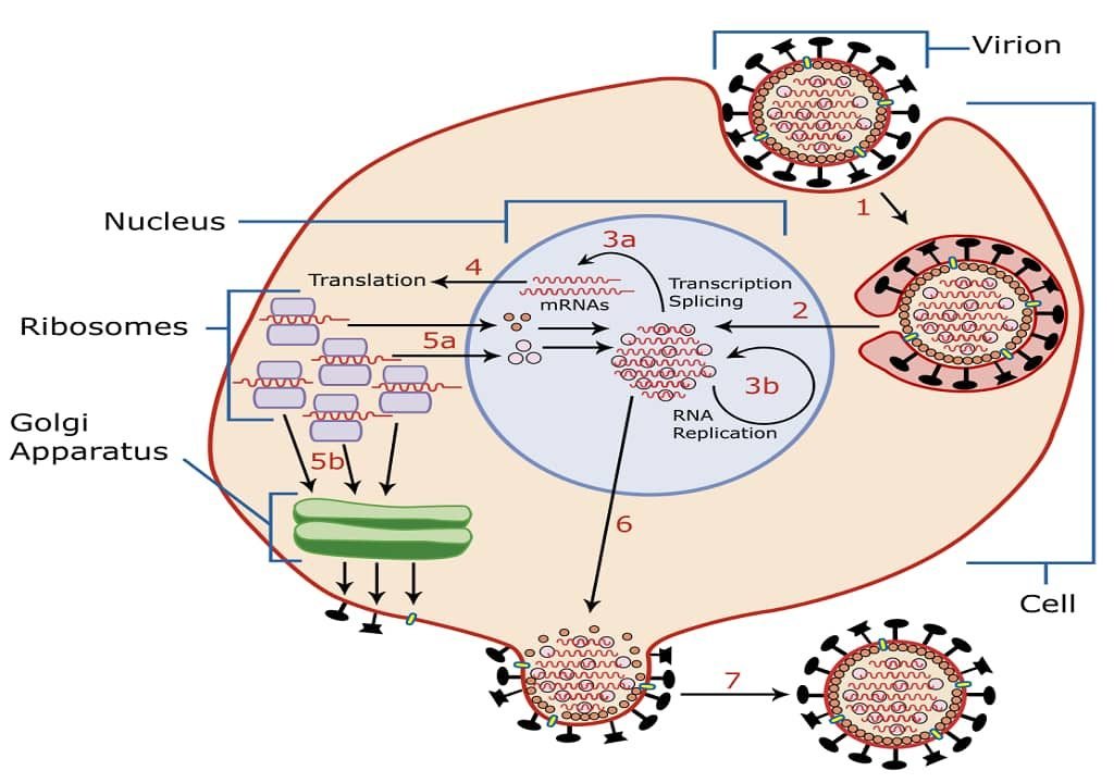 What Is Virus Replication