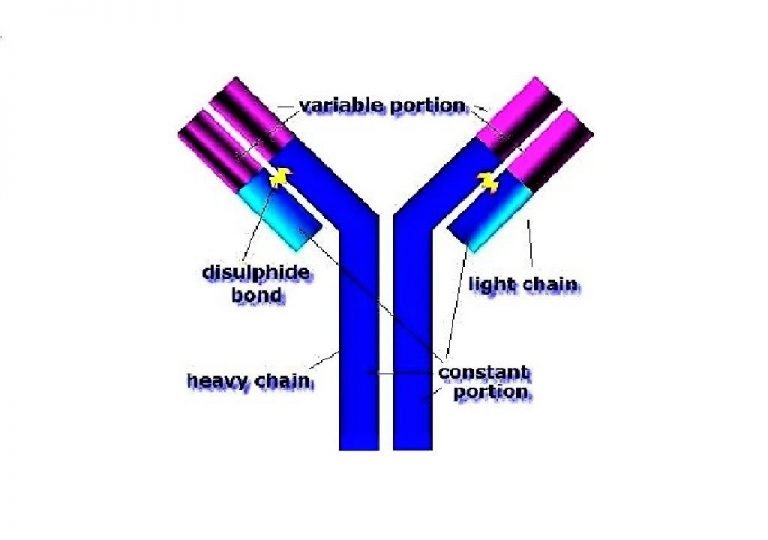 IMMUNOLOGY NOTES - ONLINE IMMUNOLOGY NOTES