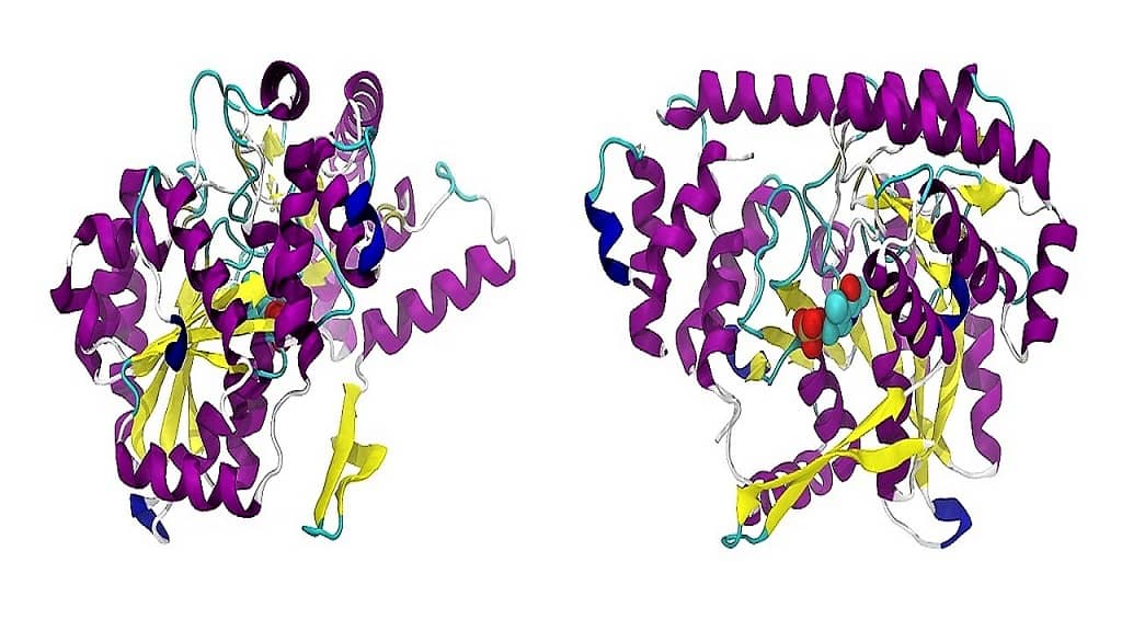 What Are The Building Blocks Of Proteins