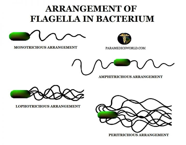 Hanging Drop Preparation for the Motility of Bacteria | Microbiology ...