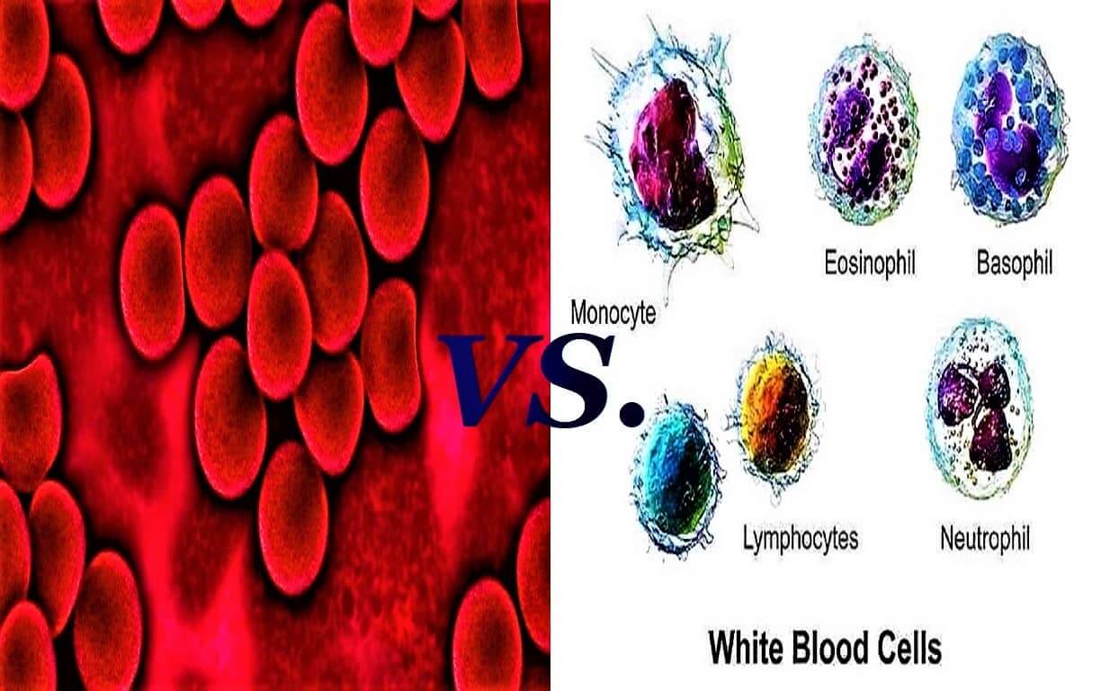 Difference Between Red Blood Cells & White Blood Cells