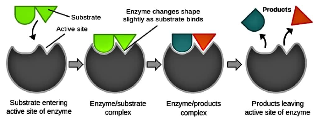 ENZYMES - LOCK N KEY MODAL OF ENZYMES - QUIZ ON ENZYMES -ENZYME MCQs - MCQs ON ENZYMES