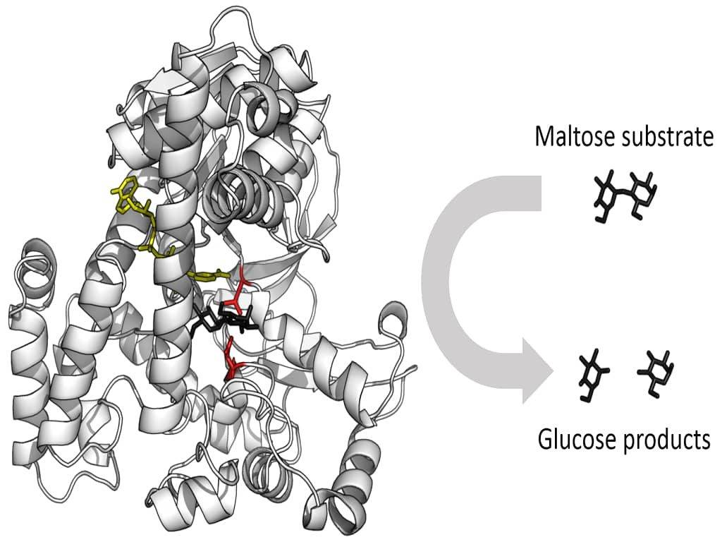 ENZYMES - QUIZ ON ENZYMES - QUIZ 3 ENZYME MCQs - BIOCHEMISTRY QUIZZES - ENZYMES QUIZ - MCQs ON ENZYMES