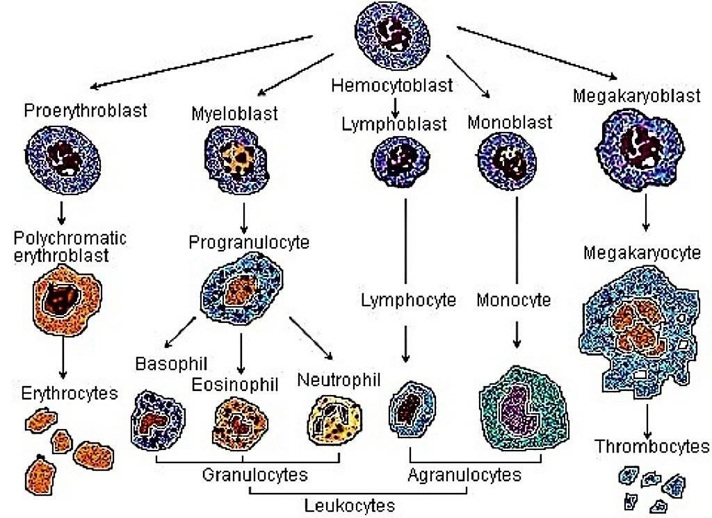 Hematopoiesis - Formation of Blood Cells | Hematology Notes