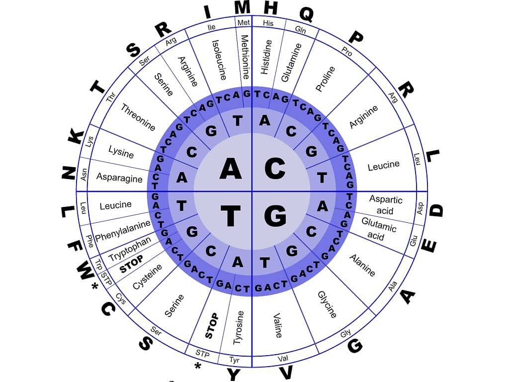 NUCLEIC ACID QUIZ 2 - quiz 2 - MEDICAL QUIZ - MCQS ON NUCLEIC ACID - MULTIPLE CHOICE QUESTIONS - MULTIPLE CHOICE QUESTIONS ON NUCLEIC ACIDS - adenine - guanine - cytosine - thymidine - uraci