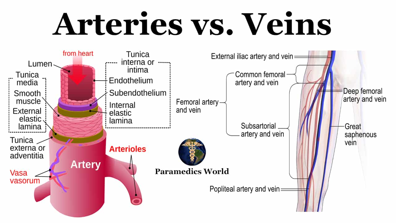 top-25-difference-between-arteries-and-veins-paramedics-world