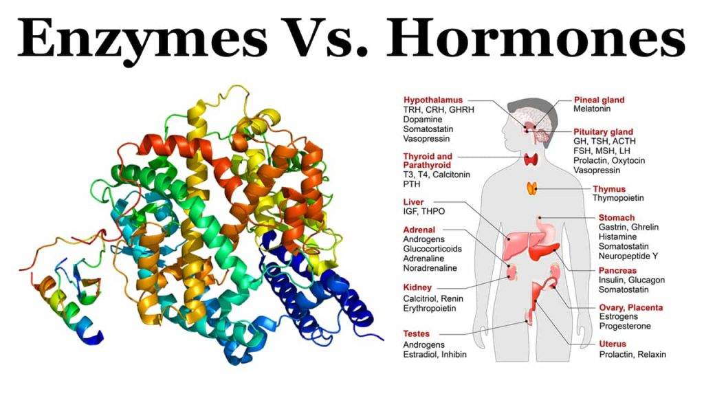 Difference Between Medical Terms Paramedics World