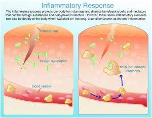 Steroids For Inflammation Do They Really Work Paramedics World   Steroids For Inflammation Do They Really Work Action Of Steroids On Human Body How Steroids Work 300x232 