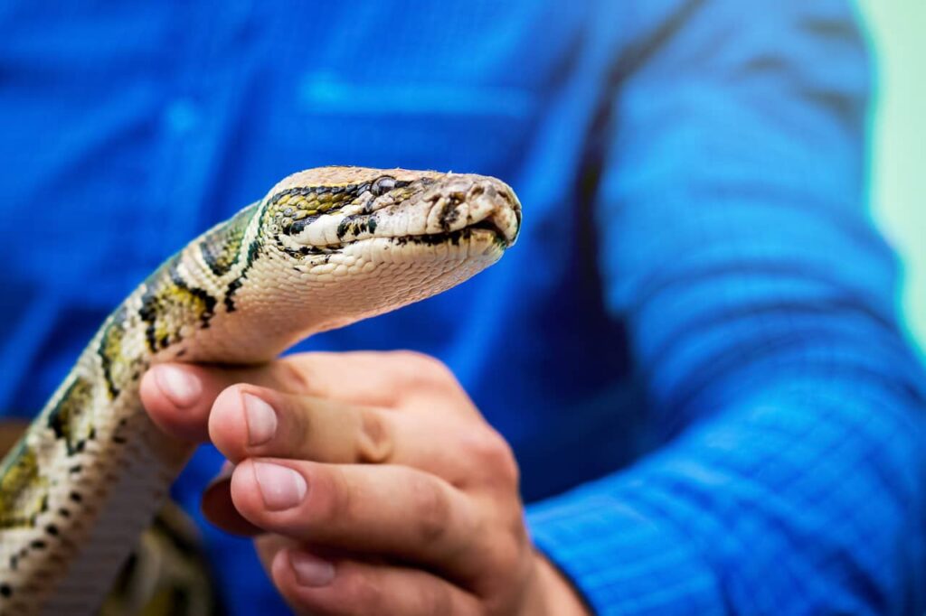 A Prepper’s Guide to Snake Bites