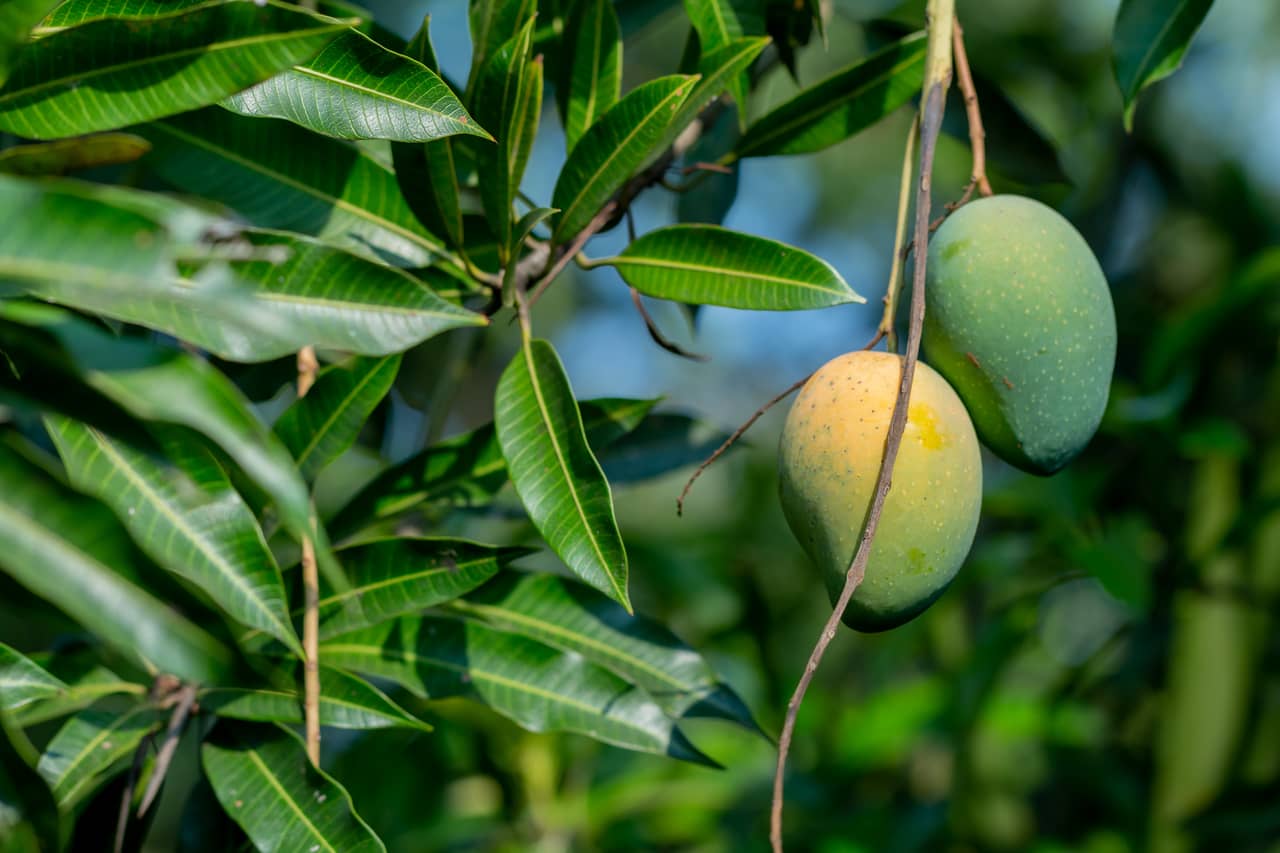 mango leaves to control and treat diabetes